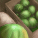 Edellinen - Female Melon Display Extraordinaire