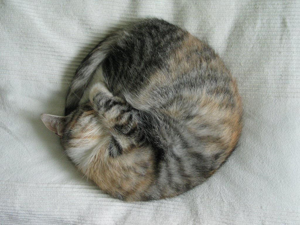 Firefox