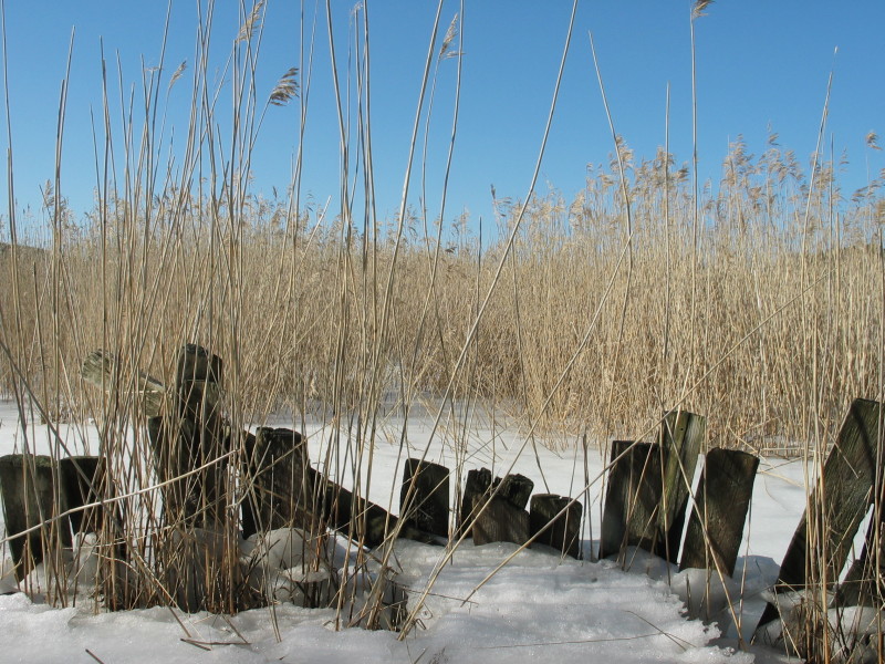 Kaislikko