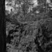 ____Tn edellinen - Puu
